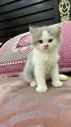 Cats for sale both adults and kittens