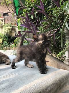persian kittens forsale || Cats forsale