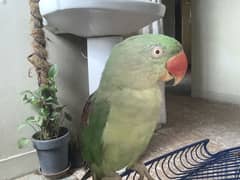 Green Raw Talking Parrot For sale
