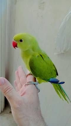 03435131048 Green ringneck parrot handtame
