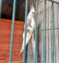 Cockatiel for sale breeder pair 03004913110