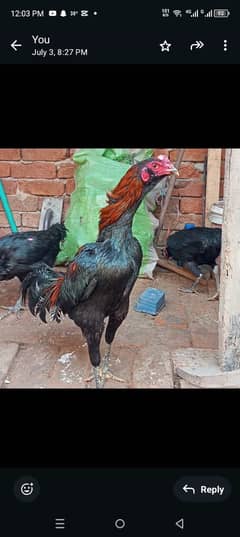 Aseel Thai Breed .