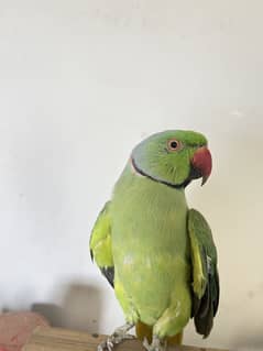 Ringnect male talking
