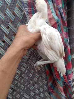 Heera+Turkish pure white