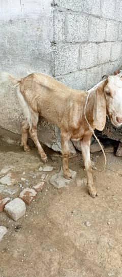 bakri