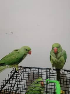 3 months perrot