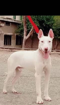 Guwahati gultair man 8 mahine for sale vaccine