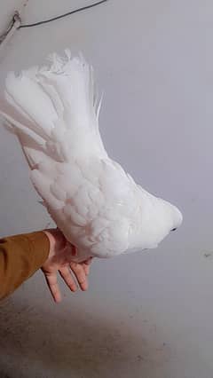 hand tame pegion for sale lakha urgent