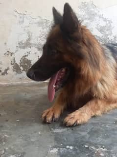 German shepherd long coat confirm breeder female available