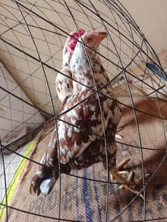 Aseel China Old bloodline Pair