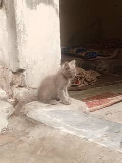 persion kittens