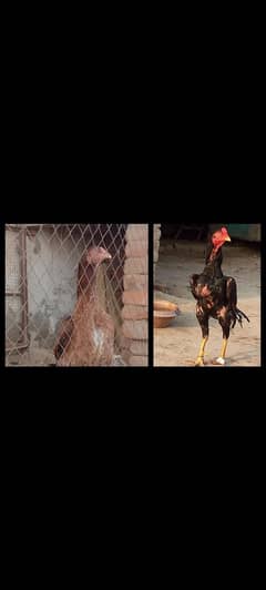 aseel Patha pathiya           or b Hai. rabta kary