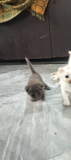 perison cat baby for sale