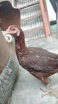 Aseel reza type/Aseel brown reza type/brown hen/Aseel reza pair