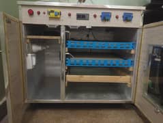 chicks hatching incubator