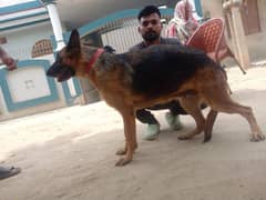 German shepherd stock hair matted female available