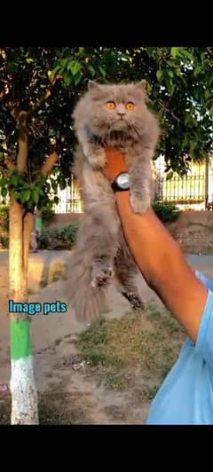 beautiful full cat