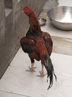 aseal miyawali for sale