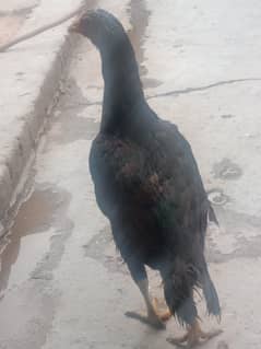 Pure Aseel murgi black