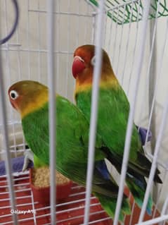 Green Fischer Pair with Cage