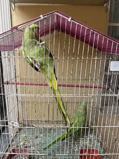Ring neck Breeder pair guaranteed