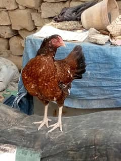 Abdul Razzaq
