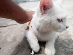 10000pari price