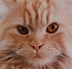 brown persian cat aged 1 year