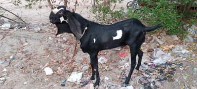 ambersarya bakra