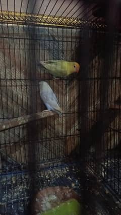 sail my bird best bird pale fellow.