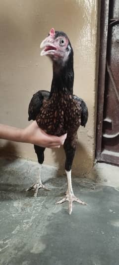 murgi or sth 2 bachy