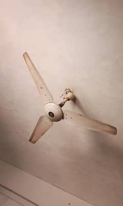 چھت