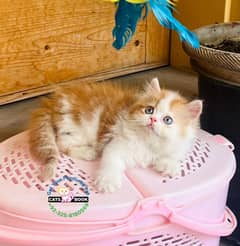 Persian Kittens |Orange white bi color Triple Coated|Punch face|cat