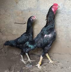 Black Shamoo Aseel pair