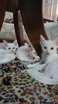 Persian Kittins for sell
