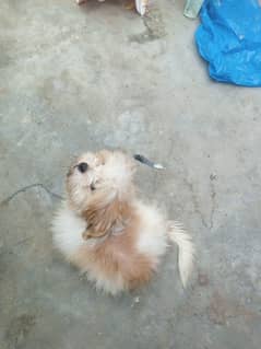 chitzu