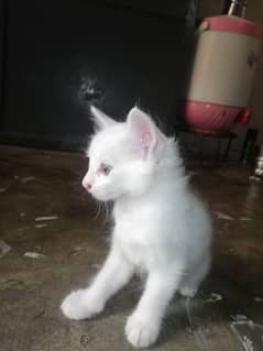 persian male single coated