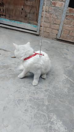 Persian