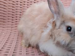 angora