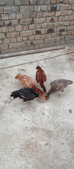 selling my four hens