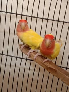 breeding pair