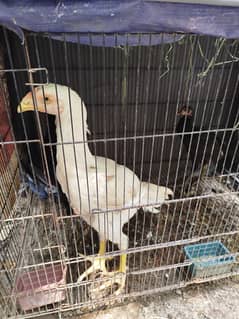Shamo German | White Shamo | Shamo Chicks | King Shamo | Shamo Aseel