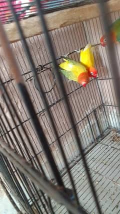 Green Euwing/lutino(opaline)