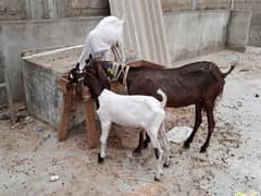 Bakri & Bachy (Urgent Sale)