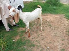 Kheera bakra