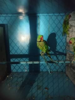 confirm pair