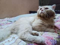 Persian cat male