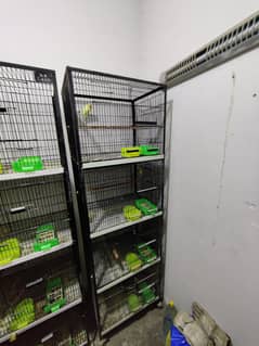 Birds Cage