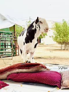 Zero size kodu breeder