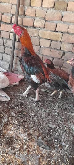aseel amroha